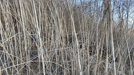 Fototapeta premium Dry Weeds