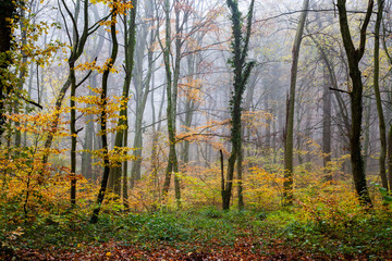 beautiful foggy forest in autumn