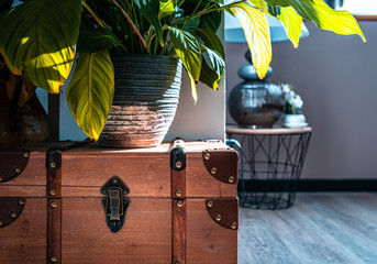 Vintage wooden chest storage box made with leather and metallic latch on hardwood floor with pot of green plant flower on top. Modern interior design concept.