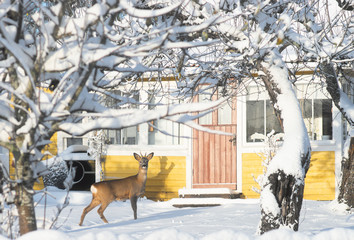 Deer in garden of small yellow house on sunny day in winter