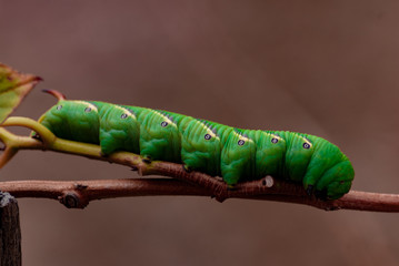 Beautiful green caterpillar