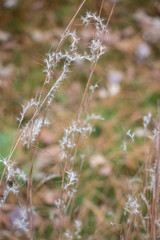 Wispy White Seeds on Fall Plants Fuzzy, fluffy, white, delicate seeds cling to their mother plant soon to blow away and lay dormant until spring.