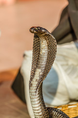 A close up of an Indian Cobra.