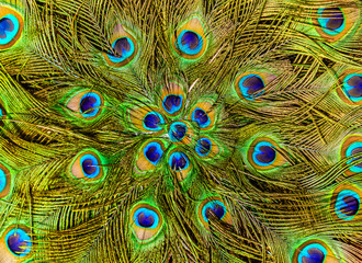 Fototapeta premium A close up of peacock feathers.