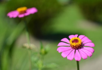 Obraz premium pink flower in the garden