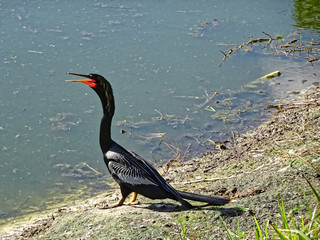 black swamp bird on the shore