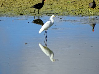 white snowy egret in Florida swamp