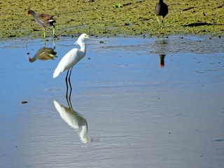 white snowy egret in Florida swamp