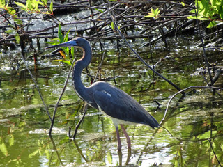 Egretta caerulea - little blue heron