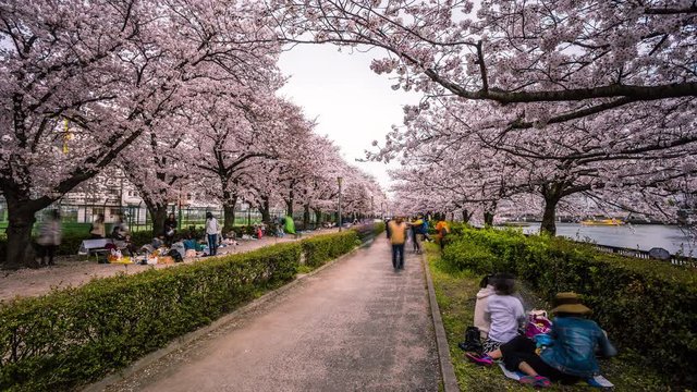 Japanese people picnicking below cherry blossom during Hanami Festival in Osaka time lapse