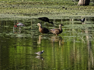 pair of ducks in the Florida swamp