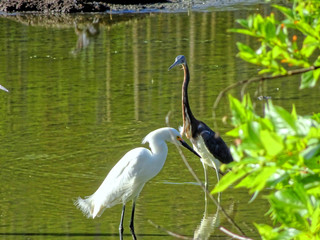 assorted swamp birds in Florida