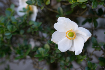 白い花