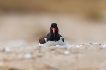 An American Oystercatcher incubating eggs on the beach.