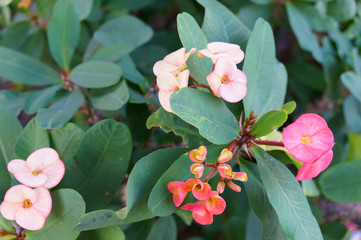 crown of thorns - Euphorbia milii pink flowers