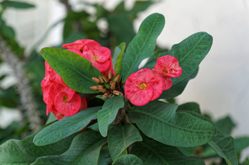 crown of thorns - Euphorbia milii pink flowers
