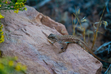Lizard