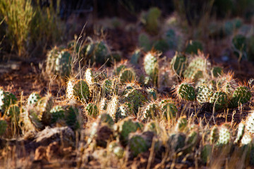 Cactus