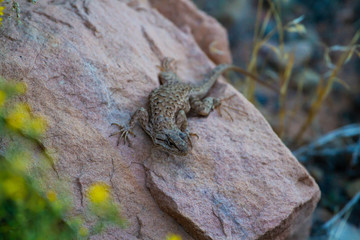 Lizard