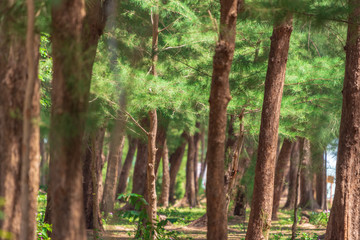 Casuarina equisetifolia or Australian pine trees near the beach at Thailand national park in summer season.