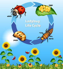 Diagram showing life cycle of ladybug