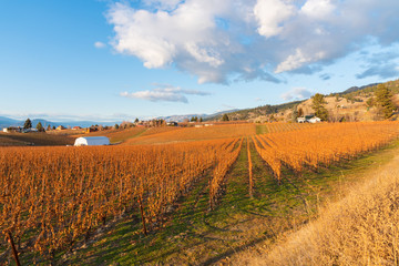 Fototapeta na wymiar View of vineyard and blue sky on the Naramata Bench in autumn