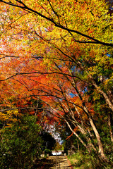 Autumn leaf colors of maple trees in Japan
