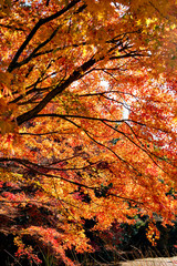 Autumn leaf colors of maple trees in Japan