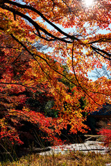 Autumn leaf colors of maple trees in Japan