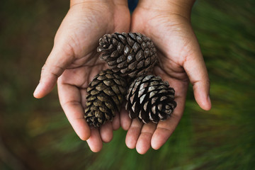 Woman hands holdind pinecone