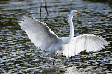 Fototapeta premium great white egret in the water