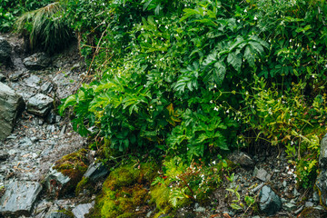 Scenic landscape with stony footpath among lush vegetation. Rocky trail on mountainside with fresh greenery and many small flowers. Colorful scenery with mountain pathway among rich alpine flora.