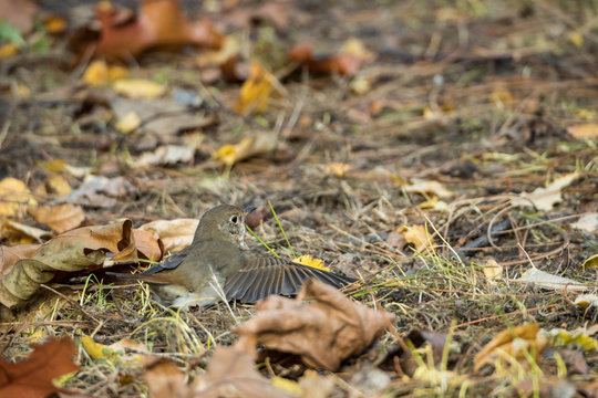 close up of a cute tiny bird laying on fall leaves covered ground in the park stretching its wings