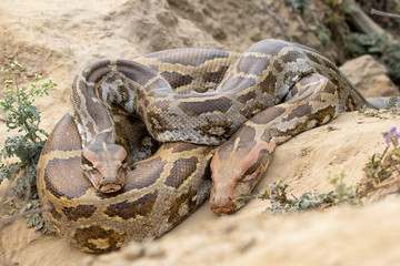 Rock Pythons 