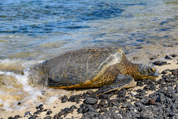 Green sea turtle (Chelonia mydas) warming on the beach in the sun