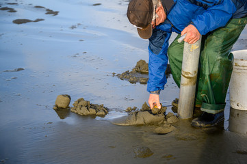Senior man picking up razor clam from freshly dug hole, Ocean Shores, Washington State, USA © knelson20