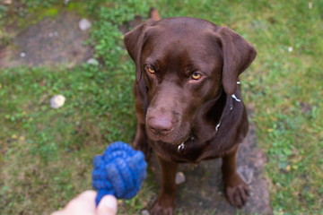 Fototapeta premium Anxious dog