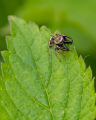 Jumping Spider