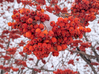 red rowan berries in snow