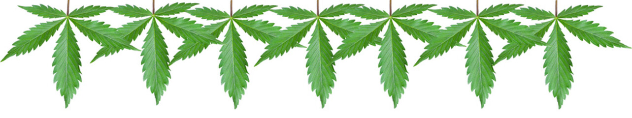 isolated on white background panorama for caps sites from green cannabis leaves, hemp leaves for top sites.