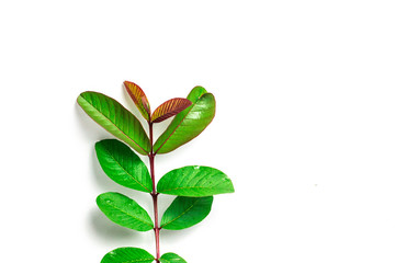 fresh leaves guava set close up macro isolated on white