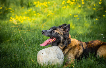 Playful dog playing with football in the grass. Belgian Shepherd Tervueren is a breed similar to the more popular German Shepherd. 