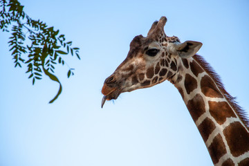 Giraffe sticking its tongue out