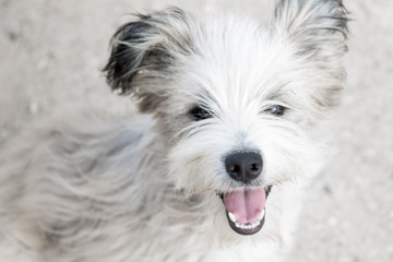 Chien blanc berger oreilles noires sympathique sourire accueillant
