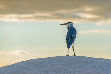 A great blue heron (Ardea herodias) on the hunt on Playa las Bachas beach at sunset, Santa Cruz island, Galapagos national park, Ecuador. © SL-Photography