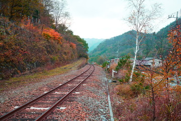 Fototapeta premium 紅葉とローカル線