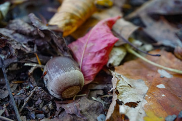 Acorn with Fall Leaves in Autumn