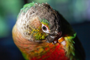 Colorful Parrot Scratching Face with Claws in Bright Sunlight
