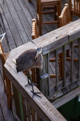 Fototapeta premium Small Heron Standing on Wooden Dock and Pier