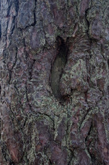 old tree bark